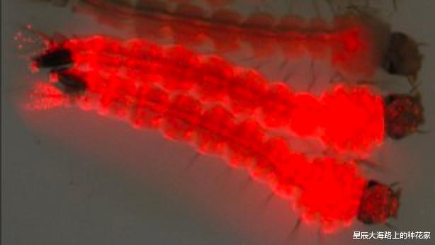 火星|美释放7.5亿转基因蚊子防疾病传播，却百密一疏，恐引发悲剧！