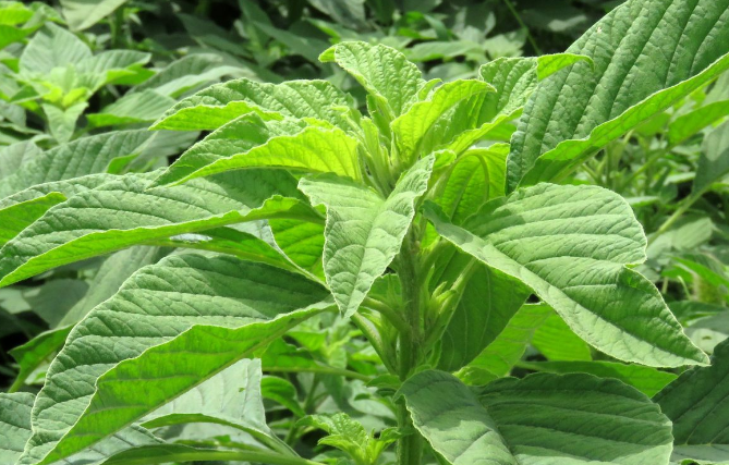 「肠胃」清明时节雨纷纷，老中医：多吃3种“土菜”，清热解毒保肠胃