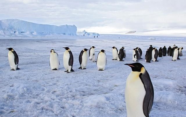 科学家|地球危险了?猫科动物集体向高处迁移,科学家警告:人类要重视了