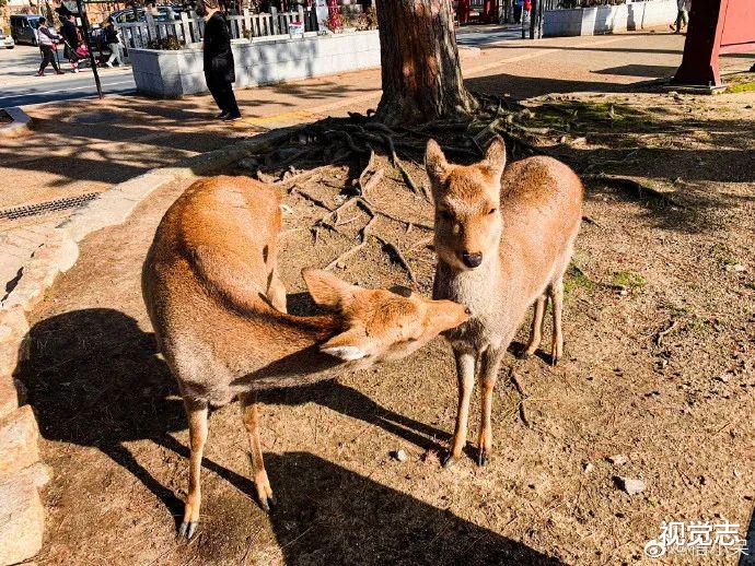 视觉志|「中国锦鲤女孩」1元骗局背后，那些人设崩塌的中奖者
