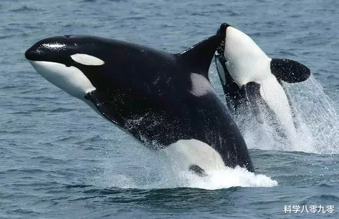 座头鲸|座头鲸为何要干扰虎鲸捕食?座头鲸:小时候咬过我,现在甭想吃饭