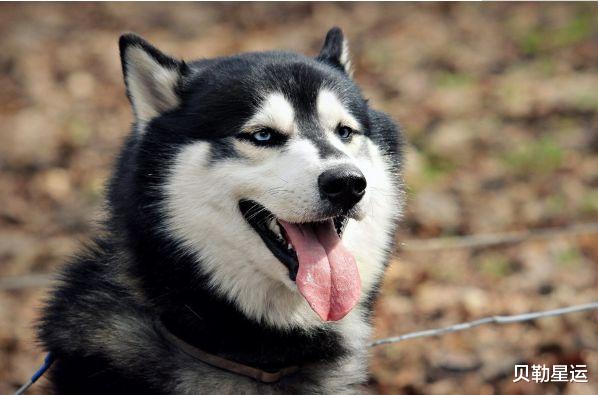 属狗|属狗人：多长个心眼，10月9特别重要，是你后半生最大“转运日”
