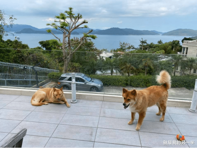 江明|江明荃家用塑料布铺桌子显寒酸，可阳台曝光却显示能容纳50人