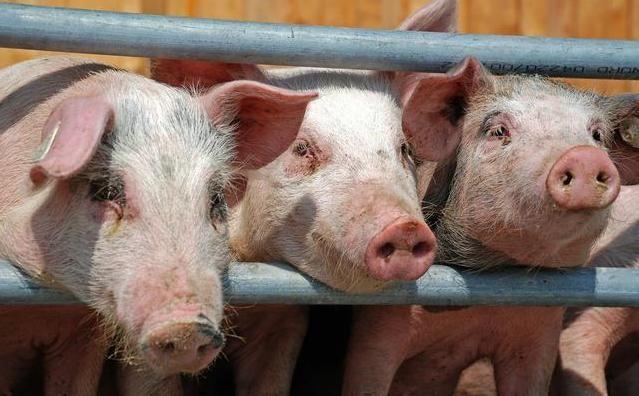 生猪价格▲2020年下半年的猪市，到底是“向上走”，还是“往下跌”呢？