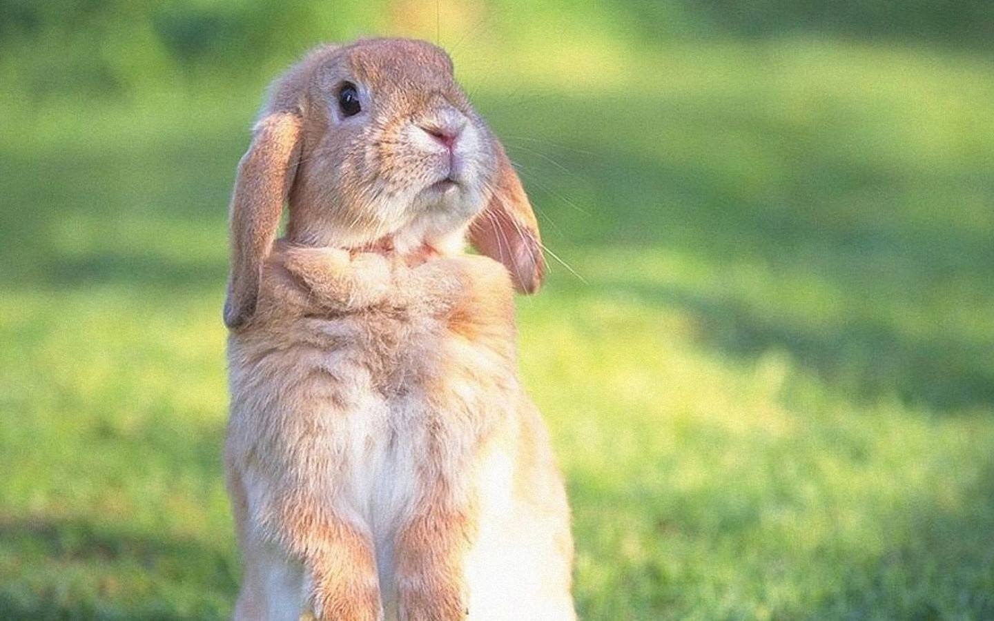 「盲鳗」球上七大最恐怖的动物嘴，雪茄鲨“不辱使命”，企鹅也上榜