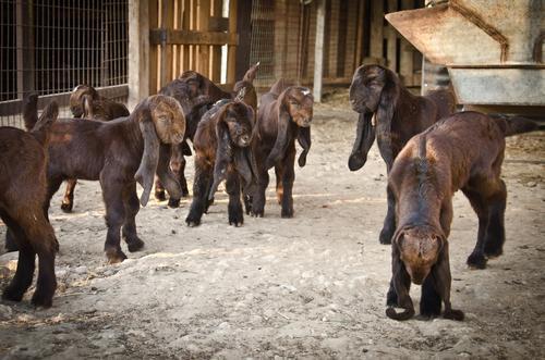 |如何看待人类给动物杂交？