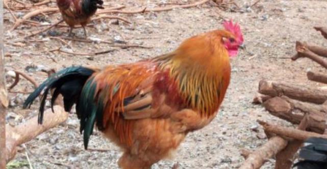 【】在鸡眼前画了一条直线，鸡就像是被点了穴不能动弹，这是为何？