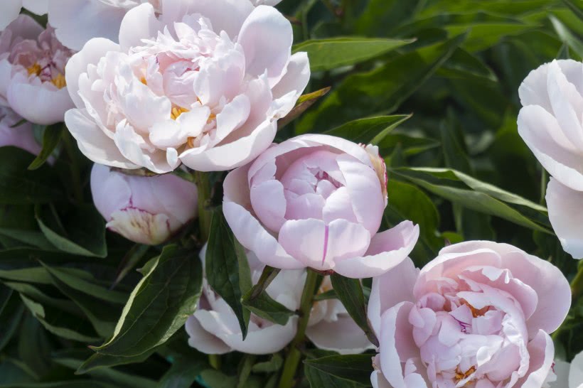 「」6月起喜添横财，身边翻身机遇越来越多，四属相福气，财气旺不停