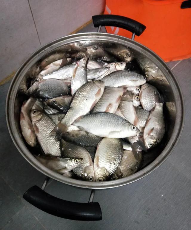 鲫鱼：钓鱼饵料搭配，可以更深入了解基础的饵料问题，找到解决办法