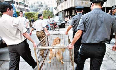 关于狗狗绝育的影响，以及最佳年龄？看这篇就够了