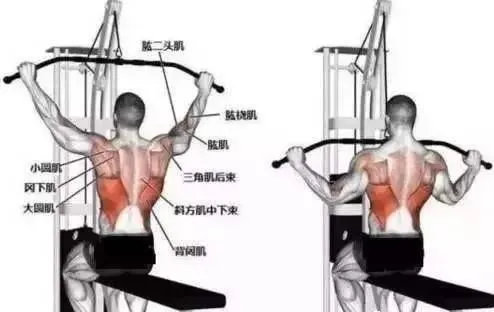 「」打破传统的背部训练套路，6个分区，3种动作模式，打造完美背部！