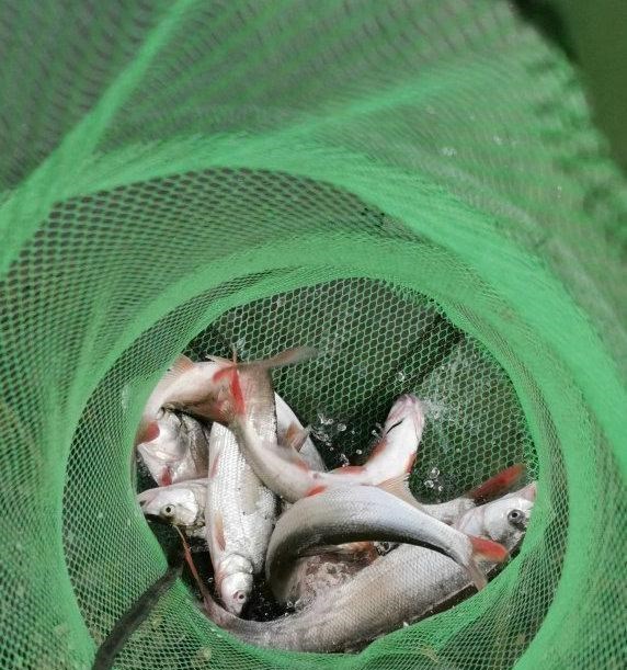 |半斤大的餐条鱼?赣江里钓了一群大餐条,其实是“新鱼种”
