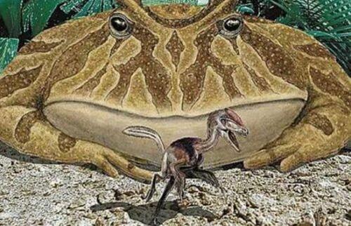 鲸鱼|那些奇异的古生物,吃恐龙的青蛙,会走路的鲸鱼