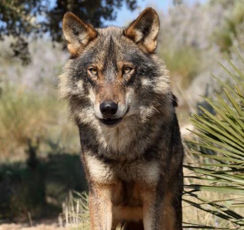 @边防战士目睹狼群团队作战能力后，高度评价：如此兵法，实属罕见