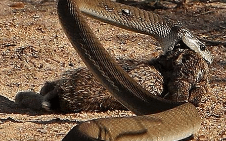 「毒蛇」世界四大毒蛇, 中国的最贵, 印度的最长!