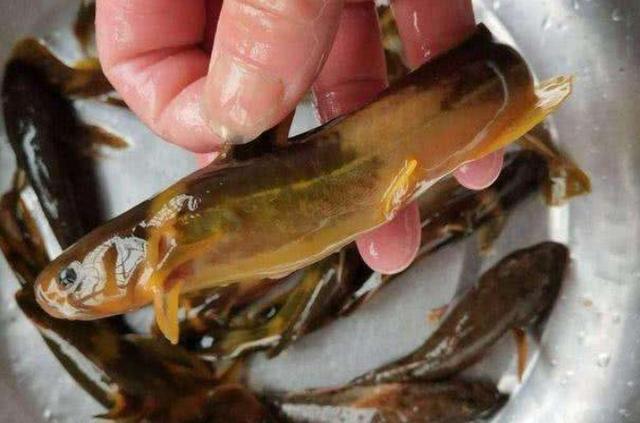 ：这饵红遍大江南北，对付黄骨鱼绰绰有余