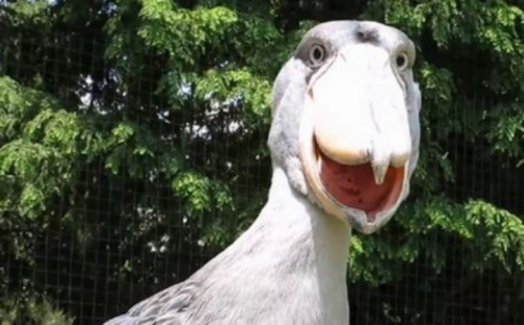 鲸头鹳|世界上最丑的鸟，喜欢“玩弄”鳄鱼，外表呆萌可惜已经濒临灭绝