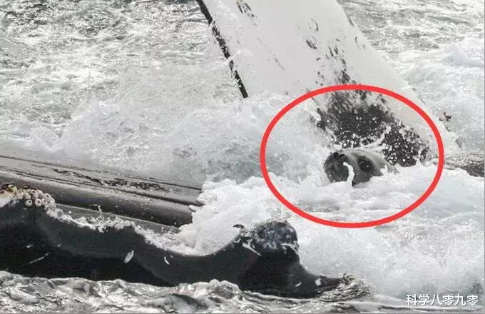 座头鲸|座头鲸为何要干扰虎鲸捕食?座头鲸:小时候咬过我,现在甭想吃饭