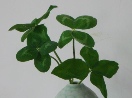 【】心理测试:哪朵是真的幸运草?测你接下来什么事情会转运