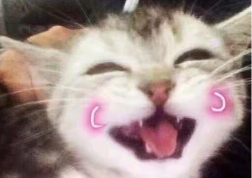 猫咪“开心”时，都会有这5种表现，你家猫有吗？