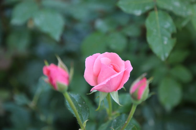 [生肖]6月末，异性缘变旺，将邂逅如意郎君，与对方永结连理的4大生肖