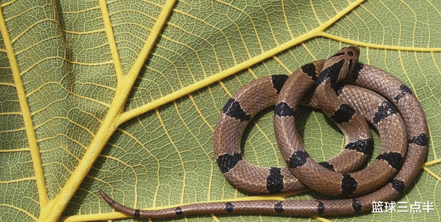 「毒蛇」世上最毒的九大毒蛇, 能让你顷刻间丧命, 有种能让人七窍流血
