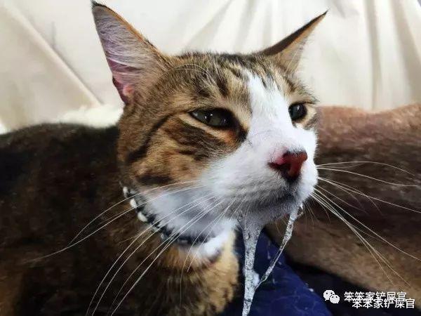 猫杯状病毒是猫咪高度传染的疾病：发病率极高，会引发严重疾病