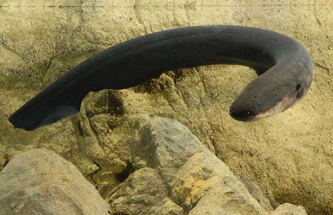 亚马逊河|亚马逊河到底有多可怕？当地人都不敢下去游泳，看理由一点都不冤