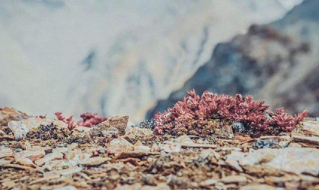 「西藏」探秘藏域NO.4—西藏特产