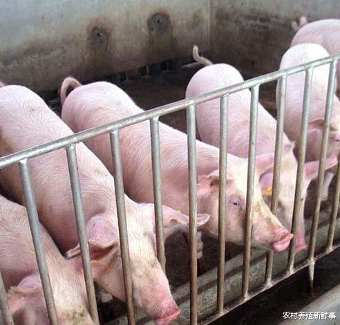 生猪价格■6月3日全国猪价，大涨，行情再次变脸，下半年猪价会一直上涨吗？