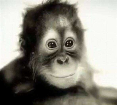 猩猩|世界唯一读过大学的猩猩，曾对人类女性产生爱意，结果被囚禁30年