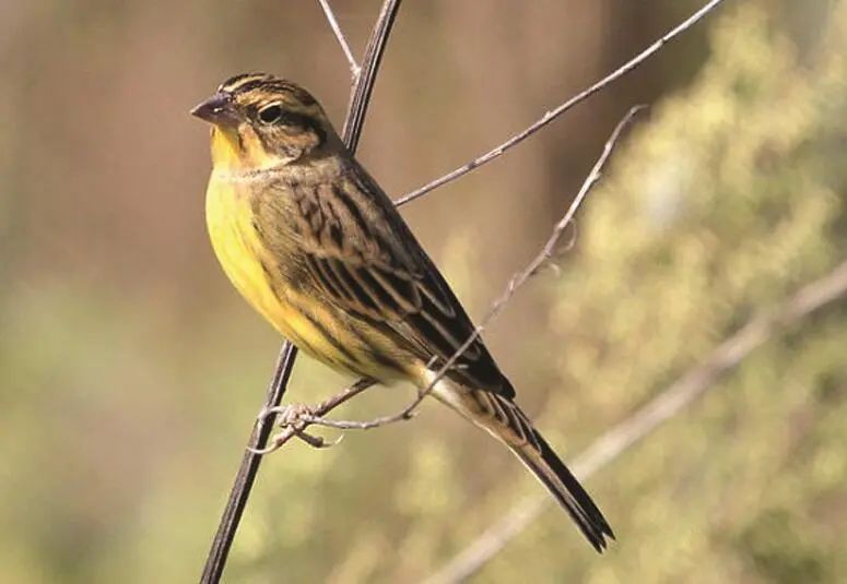 青海|东莞三地发现世界级“极危”鸟类禾花雀!数量为近年之最!