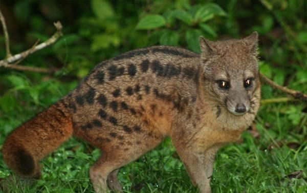 后代|地球上日均交配次数最多和交配时间最长的动物是什么？1天50次？