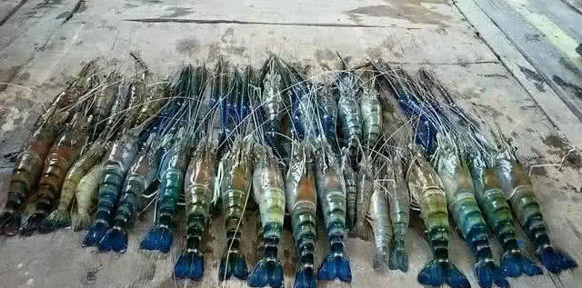 湄公河■湄公河巨虾真来了，并在浙江河道里繁殖产卵，当地人：一肚几千颗籽