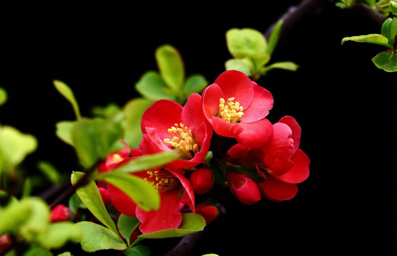 [生肖]3大生肖最近10天好运到，事业成就坦途，大吉大利