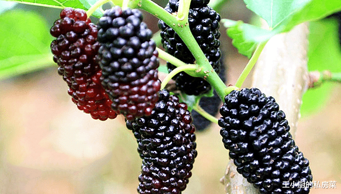 桑葚▲现在桑葚正新鲜，教你自制桑葚酒，多加这一步，口感好喝还滋补