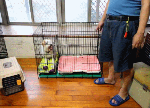 不知道如何正确训练狗狗上厕所？看这里就对了