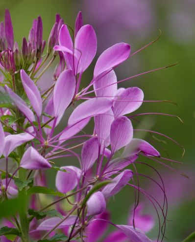 运势▲5月中旬，4属相好运到来，财源翻番，富贵难挡，生活飞黄腾达