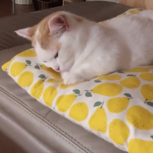 猫咪赖床想睡觉，但这自闭式睡觉不难受吗？