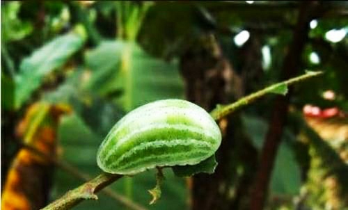 『』世界上的罕见动物，人活了一辈子，却还从来没见过