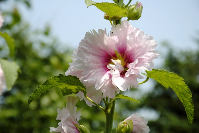 #生肖#7月到来，思念入网前缘归位，将与旧爱携手的四大生肖