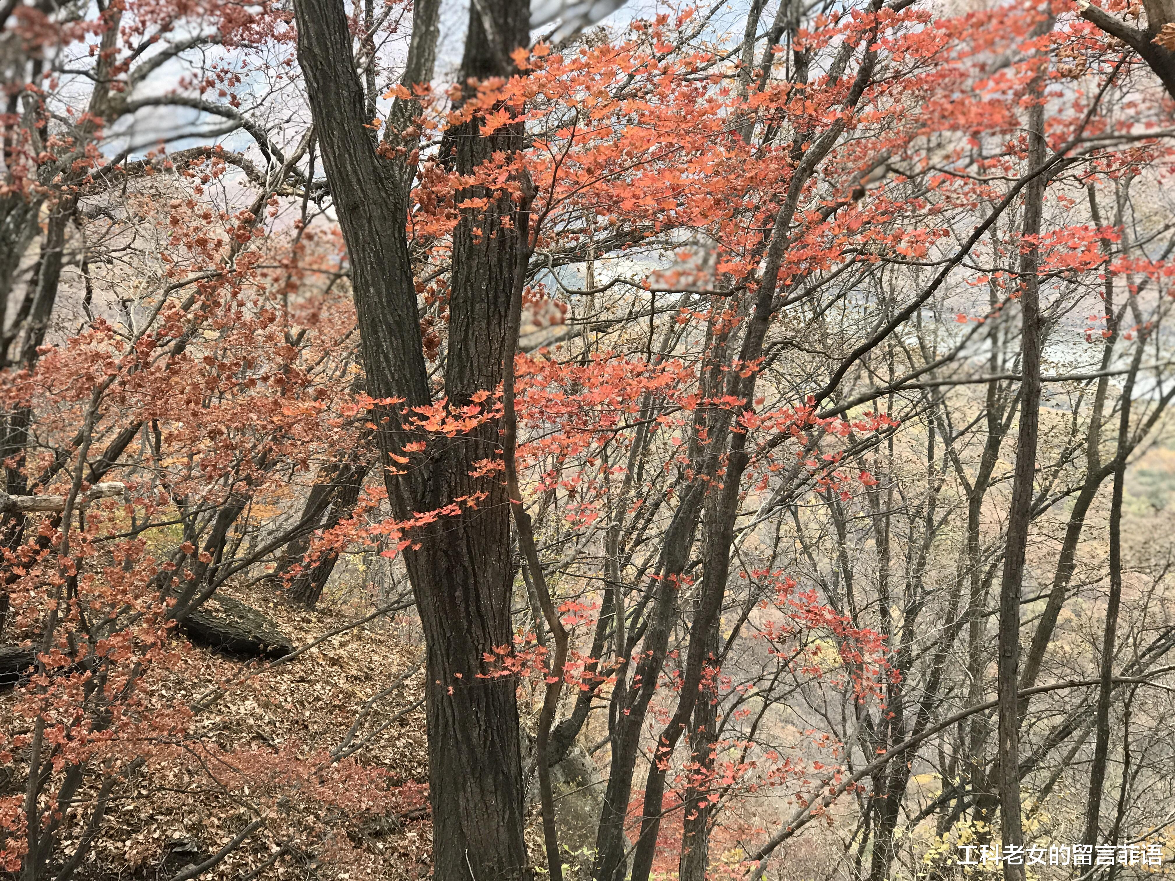 |遗憾啊，就晚了两天，错过人间最美的枫叶