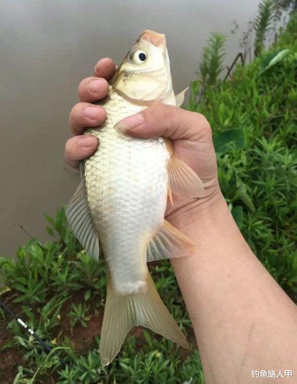 饵料|雨季钓鱼，为啥别人连竿你空军？还是这些细节没做好