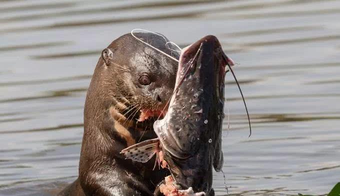 【食人鱼】亚马孙河现“水中狼”，一天要吃8斤鱼，不怕美洲豹，连凯门鳄也敢杀！