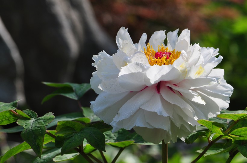 [生肖]下个月，桃花扑面喜上眉梢，姻缘将至，收获甜美爱情的四大生肖
