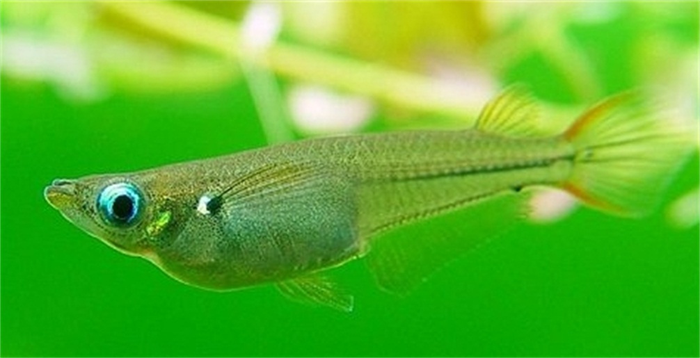 食蚊鱼|食蚊鱼入侵全球：是“天使”还是“恶魔”？它就在你家楼下水域内