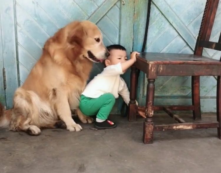 孩子犯错，宝爸拿着棍子打孩子，狗狗的小动作，让人感动的想哭