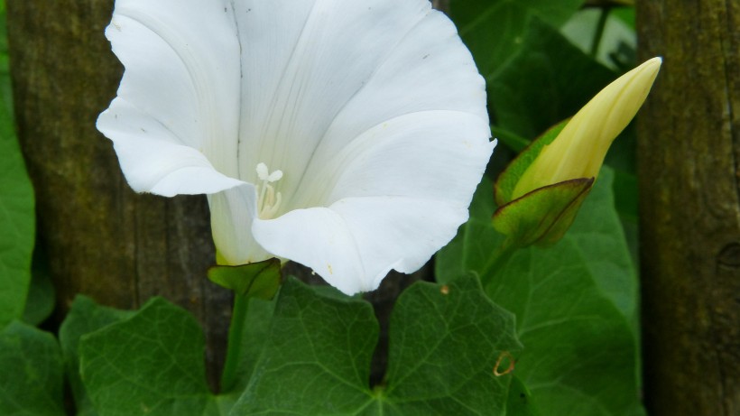 「天蝎座」未来两个月贵人主动相助,财运转旺,有大笔收入进账的四属相