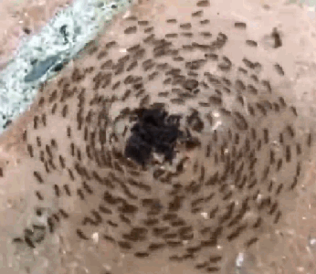 行军蚁|最大超过360米的蚂蚁死亡漩涡如何形成？蚂蚁转圈圈直到死亡