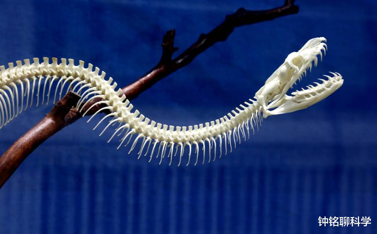 #蟒蛇#巨蟒有天敌吗？它的天敌是什么？